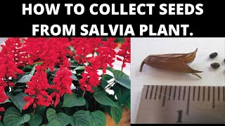 HOW TO COLLECT SEEDS FROM SALVIA PLANT [upl. by Portia]