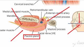 Parotid gland relations 5 [upl. by Atteroc42]