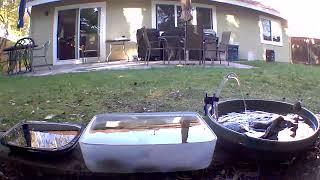 Yellow Rumped Warblers enjoying the rock bird bath [upl. by Johst]