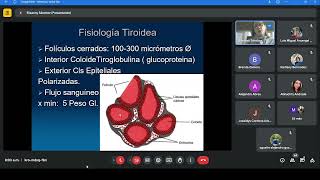 1724  Clase Online  Fisiología de tiroides y paratiroides  Dra Elisanny Sánchez [upl. by Fasta]