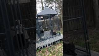 My Dog Kennel Set Up [upl. by Yesllek]