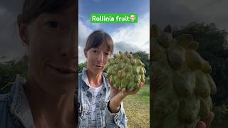 Rollinia fruit A custard like fruit that’s best eaten fresh off the tree doesn’t transport well [upl. by Sloane]