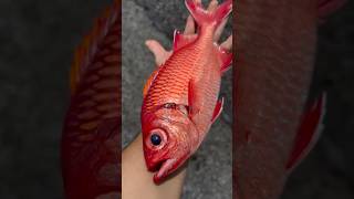 Giant Menpachi fishing in Hawaii gyotaku fishprint fish fishing [upl. by Enyahc]