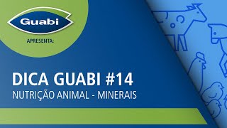 Dica Guabi 14  Nutrição Animal  A importância dos minerais [upl. by Goda539]