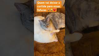 Polaco e Lucrécia gatos gatosendogato meioambiente amor felicidade [upl. by Roehm]