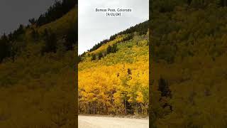 Natures masterpiece Fall at Boreas Pass 🍁 boreaspass breckenridge colorado fallfoliage fall [upl. by Terrene771]