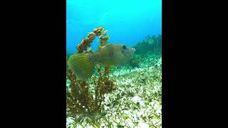 Scrawled Filefish fish filefish underwater coralreef scrawledfilefish [upl. by Yle]