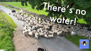 Farming Life S2E58 We’ve Run Out Of Water And injecting lambs [upl. by Trahurn]