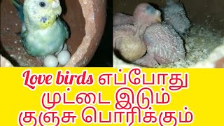 love birds egg hatching time in Tamil [upl. by Purvis690]