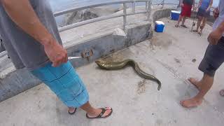 moray eel bite a fisherman at Jupiter FL inlet fishing point [upl. by Mongeau]