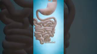 Gastric bypass surgery  gastric surgery shorts shortvideo ytshorts 3danimation [upl. by Hsekar331]