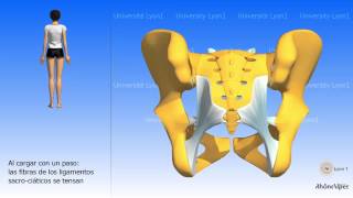 Artrología de la pelvis la articulación sacro ilíaca [upl. by Leima697]