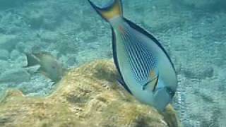 Snorkeling in Hurgahda Arabia Azur Riff [upl. by Cutty]