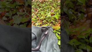 I removed 2 juvenile Redbellied Black Snakes from a property in Mapleton snakevideo snakes qld [upl. by Aubree]