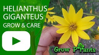 Helianthus giganteus  grow amp care [upl. by Nonnahc]