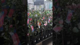 Bunnings Australia Outdoor Plants Flowers and Garden [upl. by Panter785]