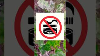 TMV🌱🌿🍆🍆🦠Tobacco mosaic virus brinjal plant symptoms and management [upl. by Neelyar440]