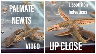 Garden wildlife PALMATE NEWTS  Lissotriton helveticus  filmed up close UkAmphibians [upl. by Ahselef]