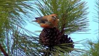 Red Crossbill ripping pine cone for seed ktbirdingcom [upl. by Anidam58]