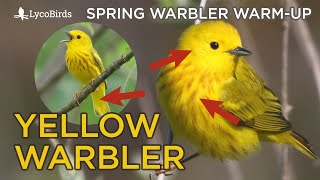 Yellow Warbler Identification  Spring Warbler Warmup [upl. by Oidiple]