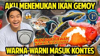 GAK NYANGKA NEMUIN IKAN GEMOY DARI SAWAH WARNAWARNI MASUK KONTES NASIONAL JADI TERTARIK PELIHARA [upl. by Otnicaj]