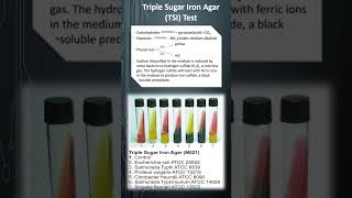 Triple Sugar Iron Agar TSI Test [upl. by Faria]