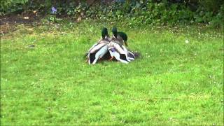 Mallard Ducks fighting to mate with female [upl. by Lime]