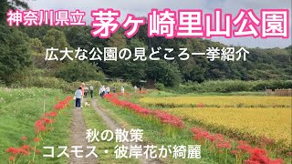 神奈川県立茅ヶ崎里山公園 [upl. by Aihsotal233]