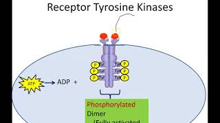 Receptor Tyrosine Kinases Newer Version [upl. by Erehc]