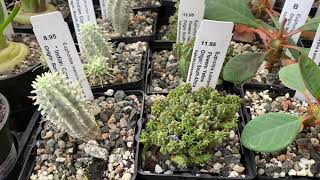 Euphorbia collection Great starter plants [upl. by Annaiuq]