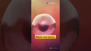 Meiosis and mitosis different cellthebasicunitoflife facts [upl. by Raffaello900]