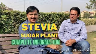 Stevia Sugar Plant  Complete Details In Urdu  GREEN GARDENS [upl. by Ahsuatan]