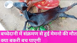 pregnancy toxemia in goat  संक्रामक गर्भपात  brucella infection  near to deathgoat farming [upl. by Elleved]