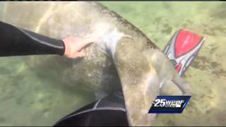 Manatee caught cuddling on video [upl. by Yrocej]