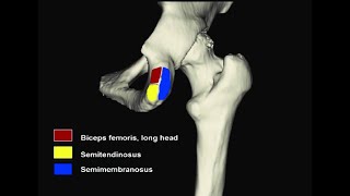 Ligaments and muscles that attach on the ischial tuberosity [upl. by Inalaek]