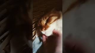 Josie loves Pettings Pt3🐱😺😻😼😸😽🐈🐈‍⬛ [upl. by Nylecsoj]