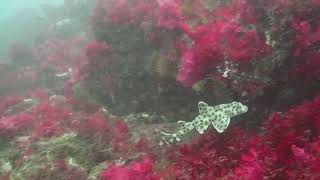 Galapagos Bullhead Shark [upl. by Kelli]