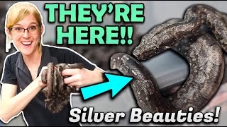 Our Argentine Boa had Babies [upl. by Neersin711]