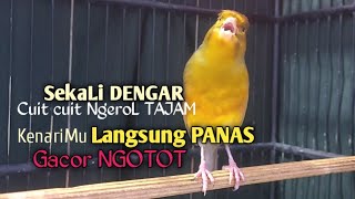 Kenari Gacor Cuit cuit Ngerol TAJAM TERAPI AMPUH Kenari MACET Pancingan Kenari Paud Belajar Bunyi [upl. by Karry825]