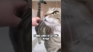 My cat son Tomas loves to getting petted sokokecat cat [upl. by Eziechiele]