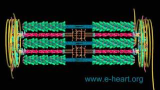 Cardiac sarcomere 3D [upl. by Oiluarb]