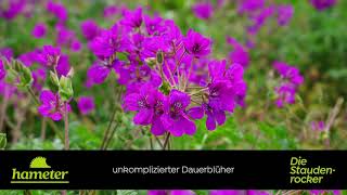 Erodium x hybridum  Reiherschnabel [upl. by Myron]