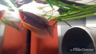 Gouramis perlé qui fait son nid de bulle endirect [upl. by Eelek]