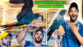 Alhamdulillah 30 Lakh Ka Parrot Pasand agaya 😍 PHADDA HOGAYA  MISHKAT KHAN [upl. by Annawal]