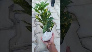 Croton plant care tips gardening croton plants [upl. by Nakashima333]