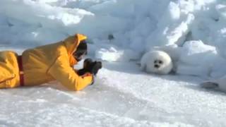 Lazy Harp Seal Has No Job  song by Parry Gripp [upl. by Trebla]