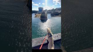 Cairn terrier explores Harry Styles famous filming location [upl. by Ylsel]