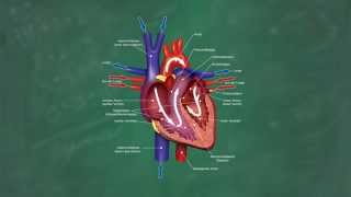 Herz amp Blutkreislauf verständlich erklärt [upl. by Roderigo]