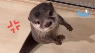 Why was Otter Bob So Furious [upl. by Saoj978]