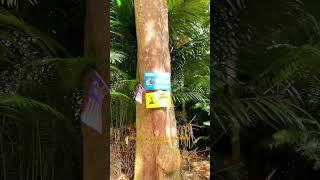 Bukit lagong part 3 hikking hiking nature hikingday [upl. by Lupee436]